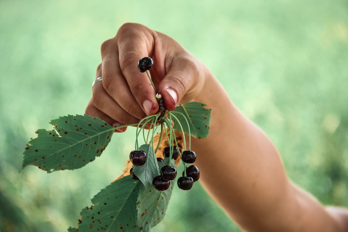 Articolo su nutrizione della frutta